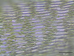 Attēlu rezultāti vaicājumam “Campylium stellatum”