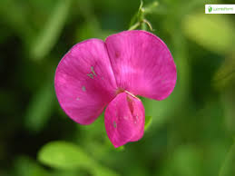 Attēlu rezultāti vaicājumam “Lathyrus tuberosus flower”