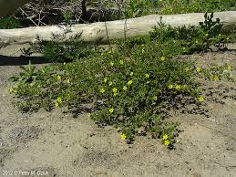 Attēlu rezultāti vaicājumam “Potentilla supina”