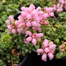 Attēlu rezultāti vaicājumam “Lamium maculatum flower”