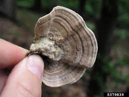 Attēlu rezultāti vaicājumam “Lenzites betulina”