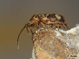 Attēlu rezultāti vaicājumam “Athelia pyriformis”