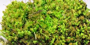 Attēlu rezultāti vaicājumam “Atrichum undulatum sporophyte”