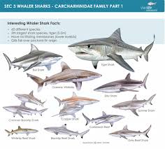 Image result for Paragaleus pectoralis