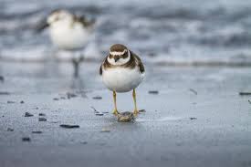 Attēlu rezultāti vaicājumam “Charadrius hiaticula”