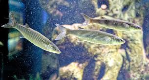 Image result for Chelon saliens