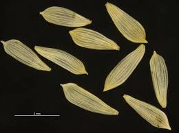 Attēlu rezultāti vaicājumam “Lactuca sativa”