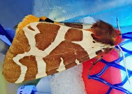 Attēlu rezultāti vaicājumam “Arctia caja”