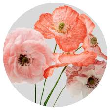 Attēlu rezultāti vaicājumam “Papaver rhoeas”