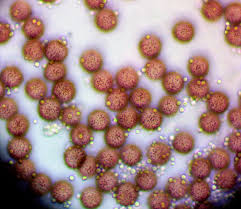 Attēlu rezultāti vaicājumam “Craterium aureonucleatum spores”