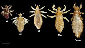 Attēlu rezultāti vaicājumam “Liceaceae”