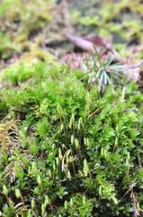 Attēlu rezultāti vaicājumam “Pohlia proligera”