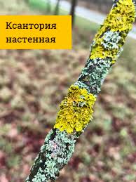 Attēlu rezultāti vaicājumam “Lycogala sphaeroconicum”