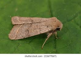 Attēlu rezultāti vaicājumam “Orthosia cerasi”