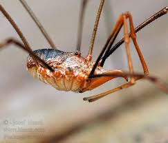 Attēlu rezultāti vaicājumam “Phalangium opilio”