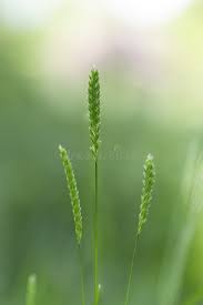 Attēlu rezultāti vaicājumam “Cynosurus cristatus fruit”