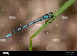 Attēlu rezultāti vaicājumam “Coenagrion hastulatum”