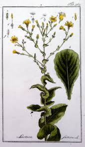 Attēlu rezultāti vaicājumam “Lactuca sativa flower”