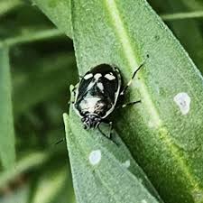 Attēlu rezultāti vaicājumam “Eurydema oleracea imago”