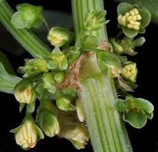 Attēlu rezultāti vaicājumam “Rumex obtusifolius flower”
