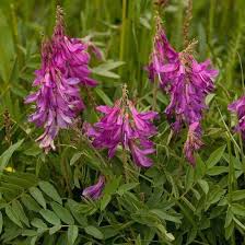 Attēlu rezultāti vaicājumam “Onobrychis arenaria fruit”