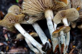 Attēlu rezultāti vaicājumam “Psilocybe sp.”