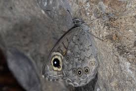 Attēlu rezultāti vaicājumam “Lasiommata maera underside”