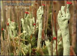 Attēlu rezultāti vaicājumam “Cladonia deformis”