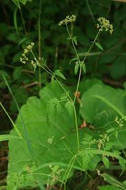 Attēlu rezultāti vaicājumam “Torilis japonica leaf”