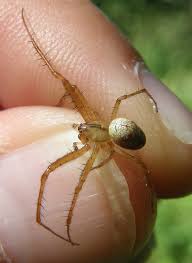 Attēlu rezultāti vaicājumam “Metellina segmentata”