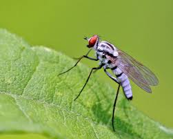 Attēlu rezultāti vaicājumam “Therevidae”