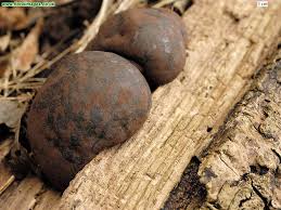 Attēlu rezultāti vaicājumam “Daldinia concentrica”