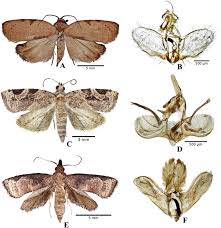 Attēlu rezultāti vaicājumam “Tortricidae”