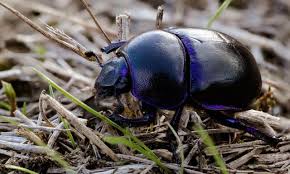 Attēlu rezultāti vaicājumam “Geotrupes”