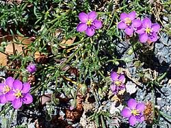 Attēlu rezultāti vaicājumam “Spergularia rubra leaf”