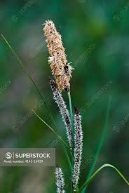 Attēlu rezultāti vaicājumam “Carex acutiformis flower”