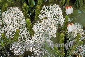 Attēlu rezultāti vaicājumam “Cladonia stellaris”