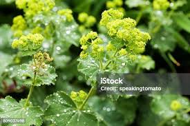 Attēlu rezultāti vaicājumam “Alchemilla vulgaris aggr. bud”