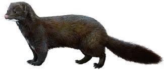 Attēlu rezultāti vaicājumam “Mustela vison”