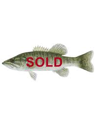 Image result for Micropterus