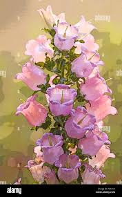 Image result for Campanula formanekiana