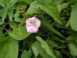 Attēlu rezultāti vaicājumam “Calystegia sepium”