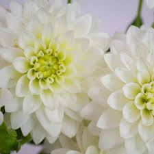 Image result for Dahlia `Snowflake`