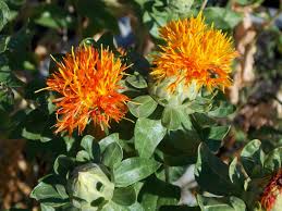 Image result for Carthamus tinctorius