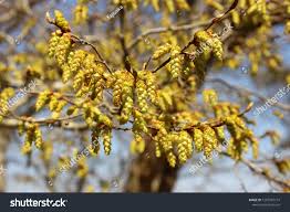 Attēlu rezultāti vaicājumam “Carpinus betulus female flower”