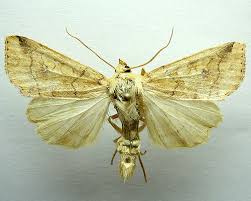 Attēlu rezultāti vaicājumam “Enargia paleacea”