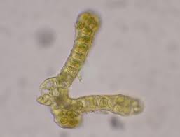 Attēlu rezultāti vaicājumam “Grimmia muehlenbeckii”