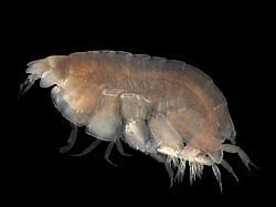Attēlu rezultāti vaicājumam “Amphipoda”