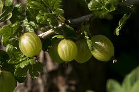 Attēlu rezultāti vaicājumam “Ribes uva-crispa”