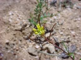 Attēlu rezultāti vaicājumam “Sisymbrium volgense flower”